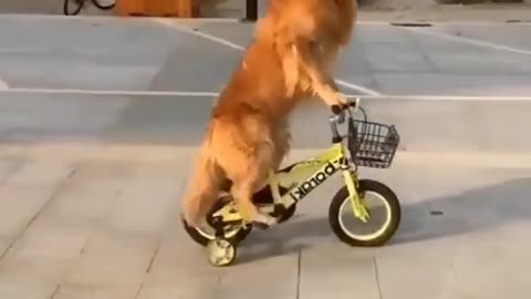 Best Funny Animal Videos 2022 😺 Funny Dog Videos 2022 😁 Funniest Dog Videos 😁😇