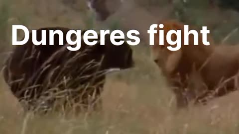 Dungeres fight rich & tiger 🐯 just fight moments #1##1#1