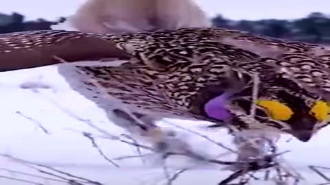 A Bird's Funny Courtship Dance