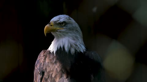 eagle sound