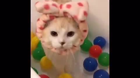 Funny cute cat (SK)