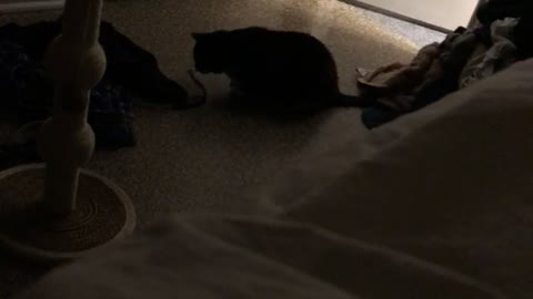 Black cat playing on floor gets spooked by black string