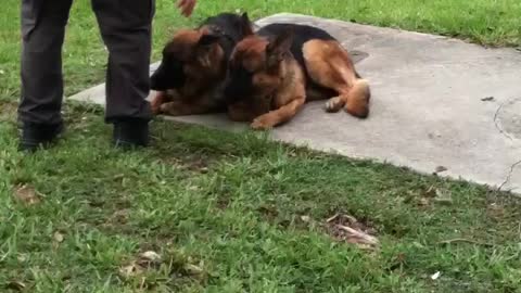 K9 Unit Dog Trainer Pats Down Potential Police Pups