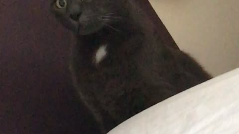 Black cat looks up in surprise