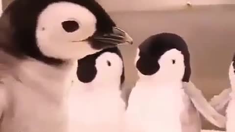 Pingüino love🐧