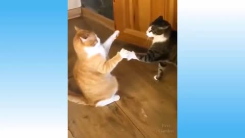 the best funny moments of cats