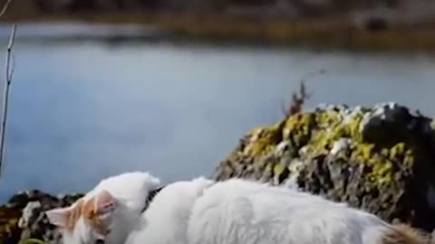 Cat And His Family Live Together On A Sailboat - SALTY | The Dodo