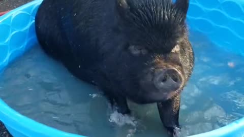 mypet#pig#Wilbur#pool#wet#scared