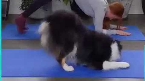 Dog' yoga