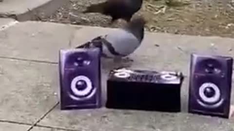 funny pigeon rave