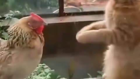 Fighting Cats and Chickens...
