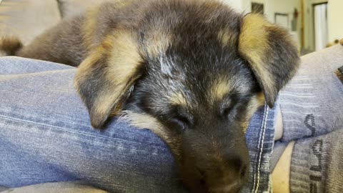 Adorable, innocent 8 week old German Shepherd puppy snores while snoozing