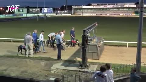 Irish greyhound racing - Track race