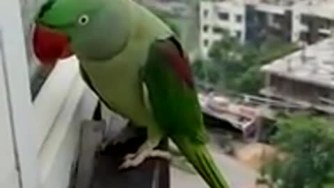Friendly Talking Parrot Calling Mummy in Lockdown