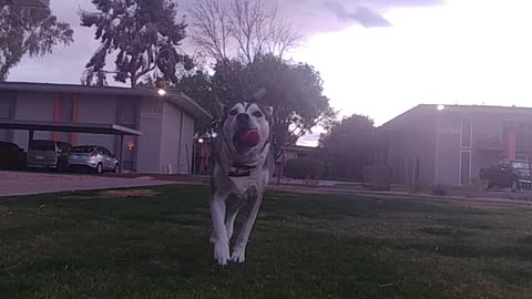 Dog prefers to play catch instead of fetch