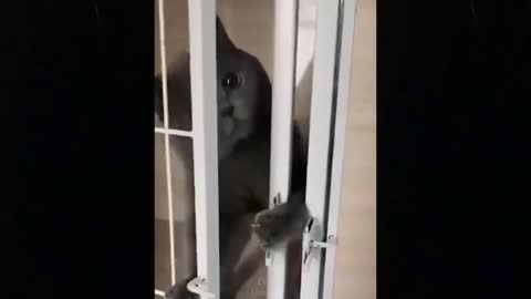 Full grown cat tries to break out of prison