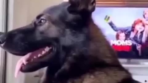 ADOPTED A OLD POLICE DOG~WAIT FOR IT