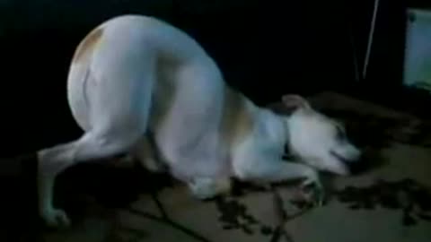 Funny Dog Trying To Stay Awake