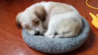 Cute Puppy Dog Feels Tired After Playing | Cute Dog