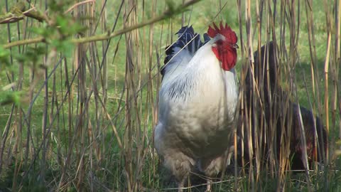 beautiful chicken on farm (8)