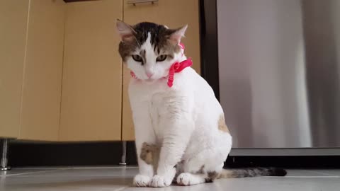 Cute Cat - Gato Limpiandose la Mano