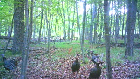 Fawns and Turkey Rumble!