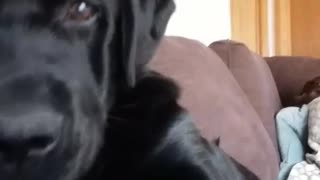 Black dog pushes and slaps camera away from its face