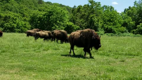 Rambling Buffalo