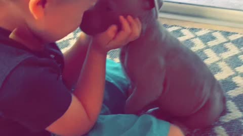 Little boy totally in love with new pit bull puppy