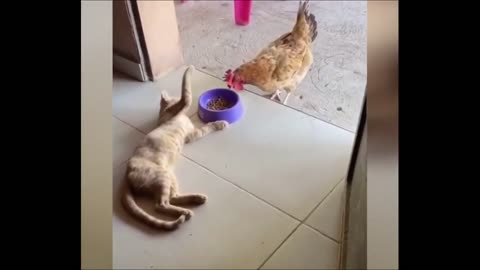Cat defends its food quick-wittedly