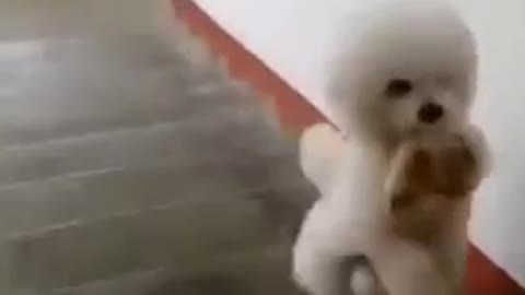 Cute and awesome dog walking up the stairs