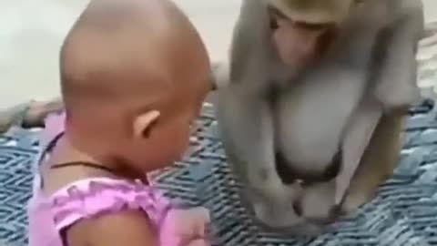 Monkey fight to get mobile from little baby