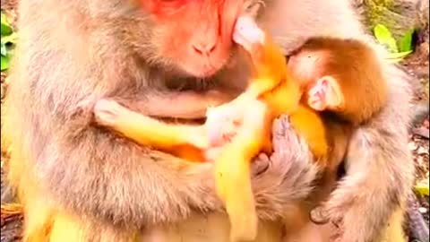 Cute Newborn Baby monkey - Monkey Animals 047