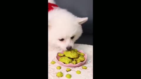 Dog Making A Delicious Recipe And Cooking - Tiktok Dogs (Funny Animals #356)