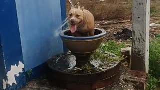 Doggo Is Having Fun In A Fountain