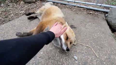 Funny And Cute Foxes Laughing!!!!!!!