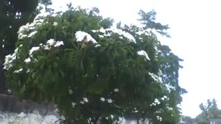 Vários arbustos com lindas flores brancas, filmadas durante a chuva [Nature & Animals]