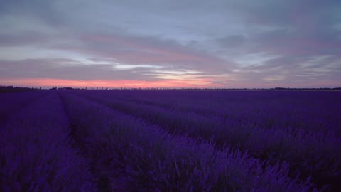 Fields of Lavender at Sunset