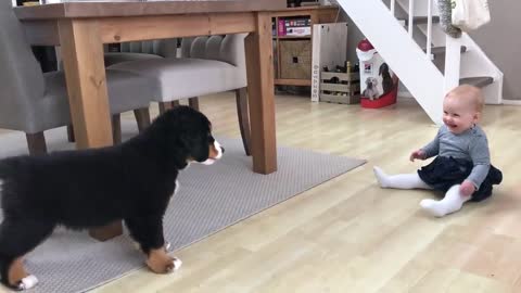 Funny video Dog vs kid first meeting