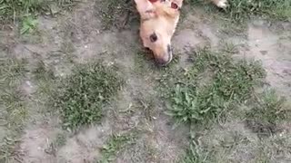 dachshund rejoices sore in mud