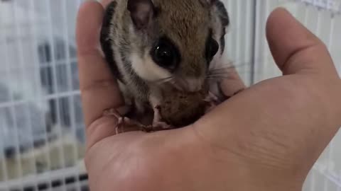 Acorn-eating flying squirrel