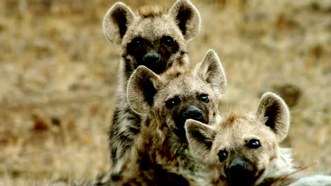 #Hyena's went Laughter!