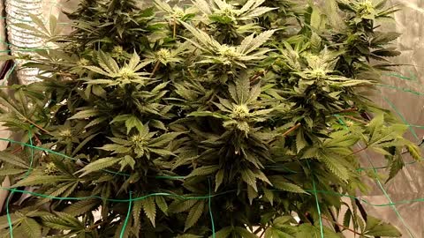 CandyLand Season 1 Episode 1 Grow Week 6 of Flower