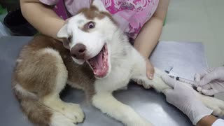Husky's First Visit to the Vet