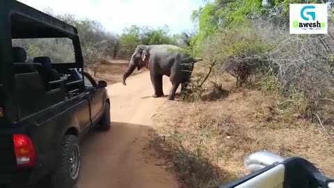Yala elephant #yala #elephant #attack