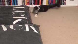 Black and white cat with glowing green eyes tries to catch laser and jumps around room