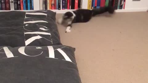 Black and white cat with glowing green eyes tries to catch laser and jumps around room