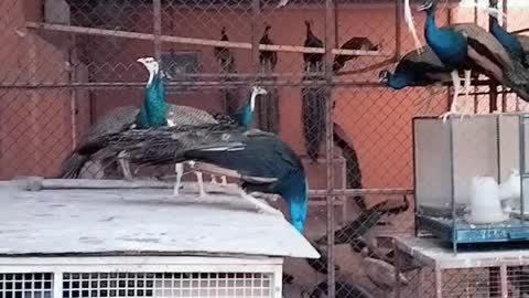 Peacock Video/Peacock display/Beautiful Birds