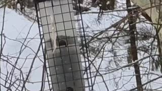 Northern Cardinals and Blue Jays