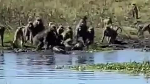 crocodile attacks baboon member